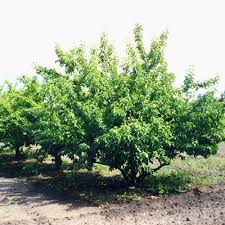 Goodland Apple #05