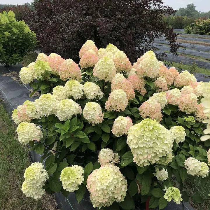 Little Lime Punch Hydrangea
