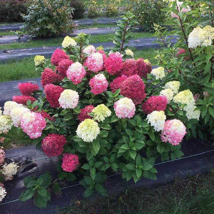 Little Lime Punch Hydrangea