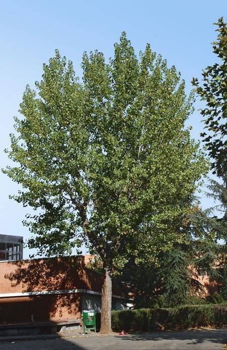 Assiniboine Poplar