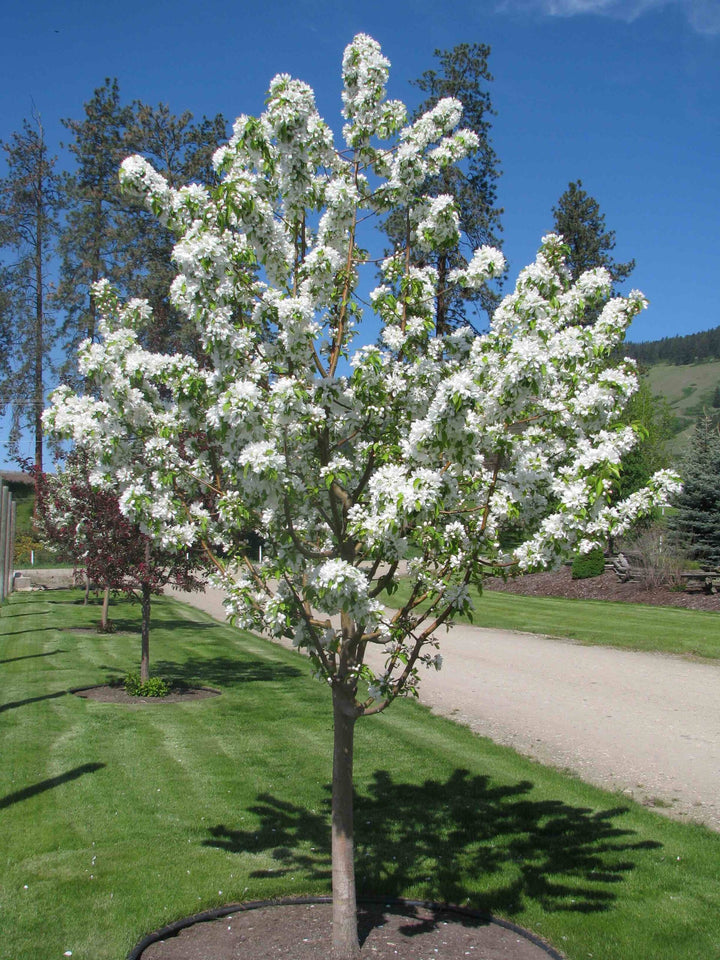 Spring Snow Crabapple - 10 Gallon