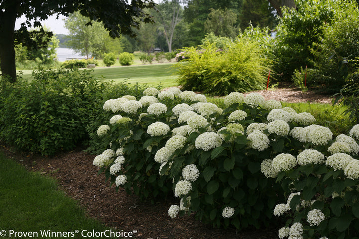Invincibelle Limetta Hydrangea (PW)
