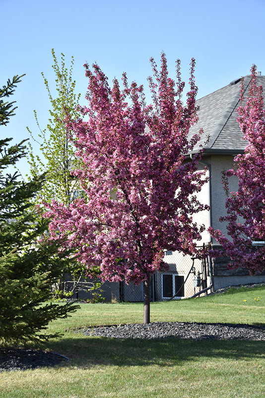 Thunderchild Flowering Crabapple