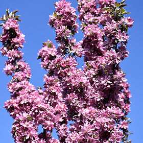 Purple Spire Columnar Crabapple - 5 Gallon