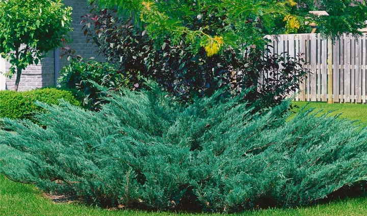 Blue Danube Juniper