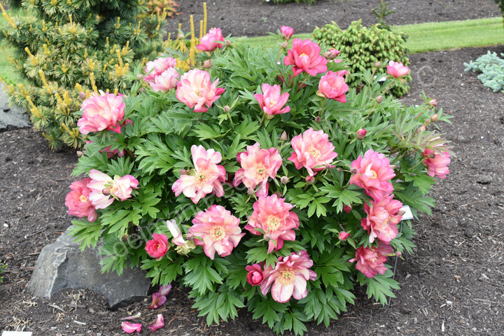 Julia Rose Itoh Peony - 2 Gallon