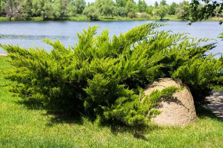 Savin Juniper