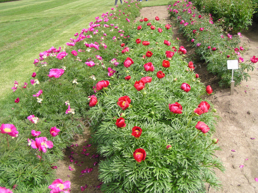 Cutleaf Peony - 1 Gallon
