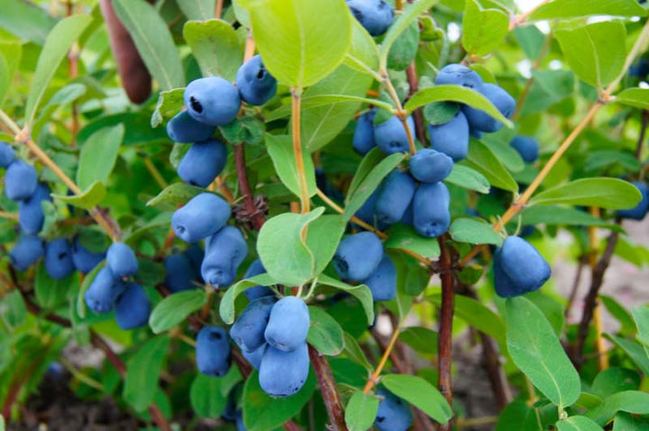 Polar Jewel Haskap Berry