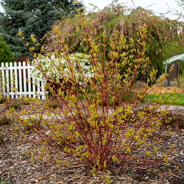 Neon Burst Dogwood