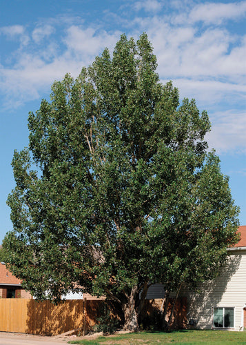Northwest Poplar