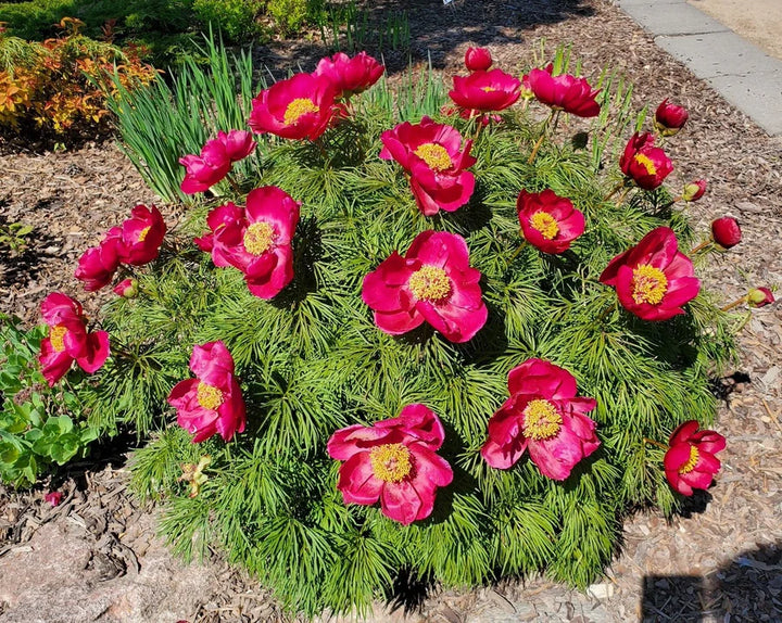 Cutleaf Peony - 1 Gallon