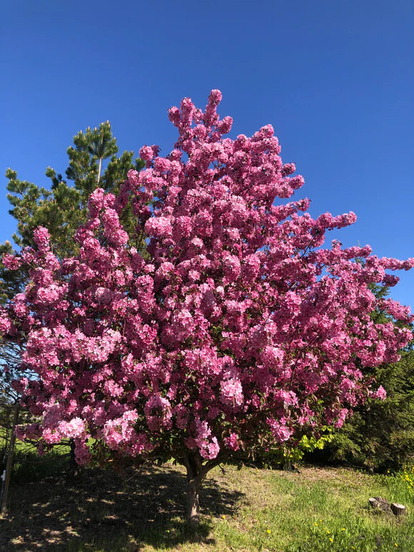 Thunderchild Flowering Crabapple
