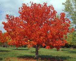 Prairie Torch Hybrid Buckeye #05