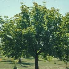 Prairie Torch Hybrid Buckeye #05