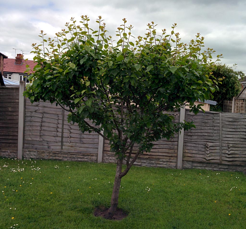 Brookred Plum