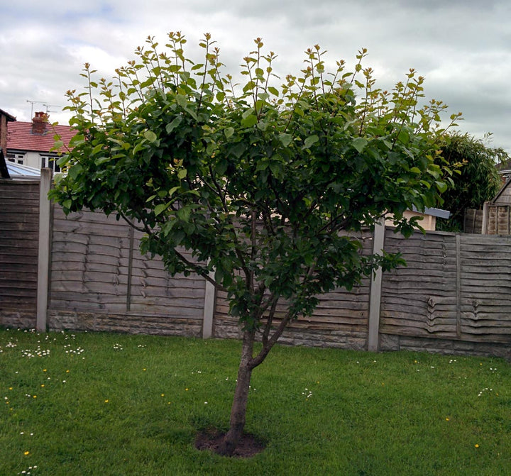 Brookred Plum