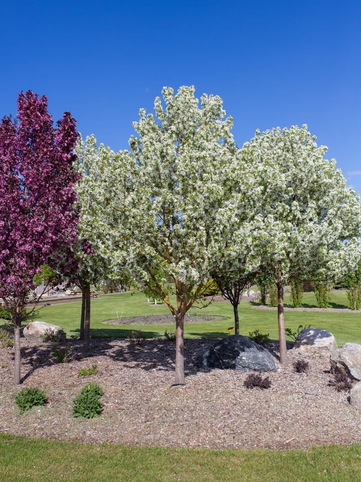 Spring Snow Crabapple - 10 Gallon