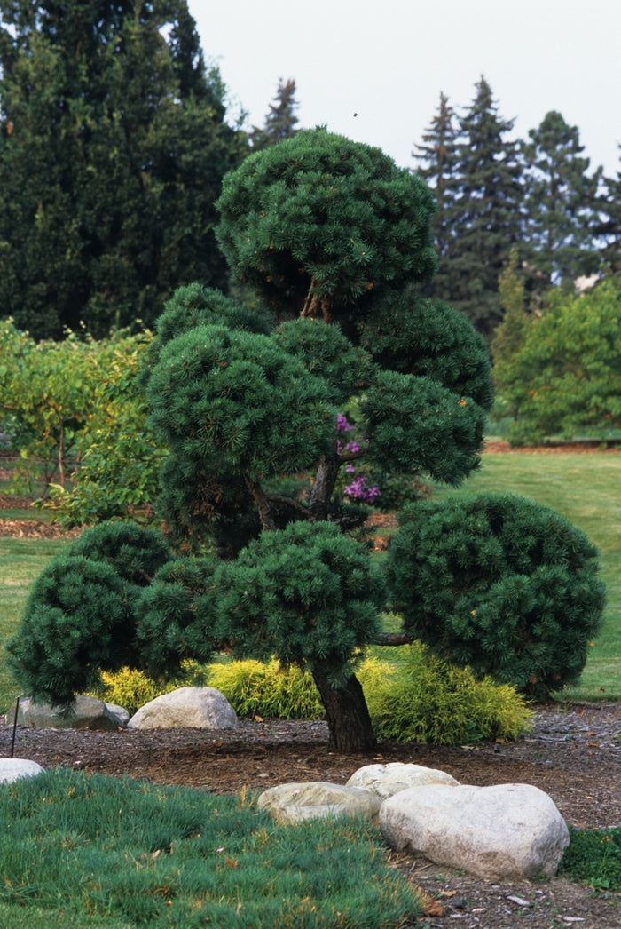 Pom Pom Scotch Pine