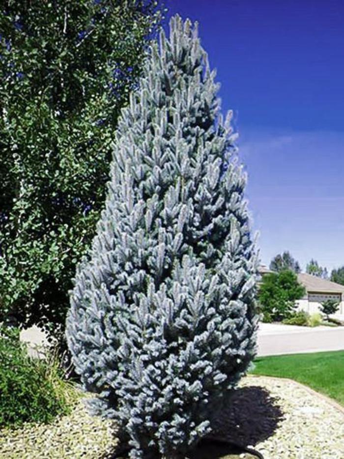 Columnar Blue Spruce