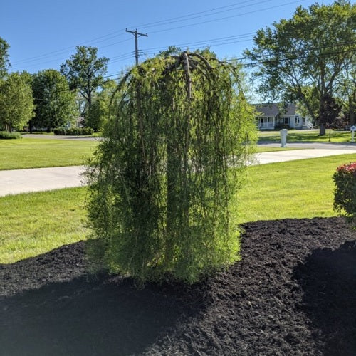 Weeping Caragana