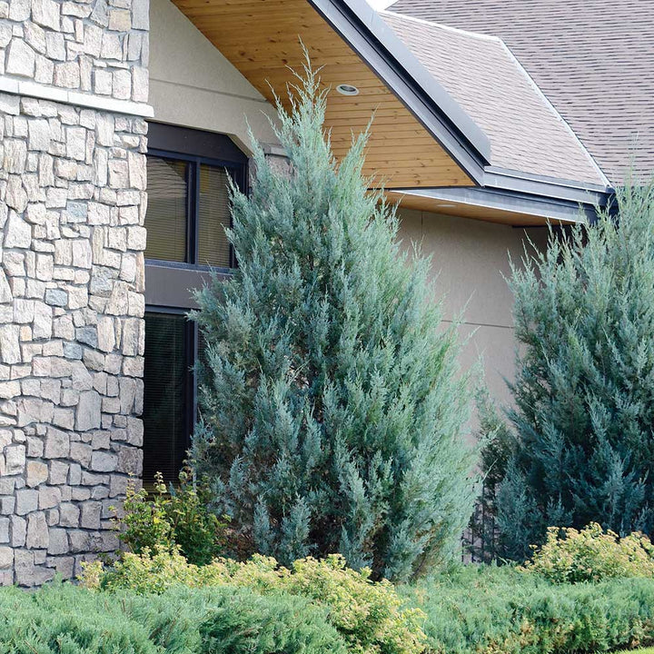 Wichita Blue Juniper