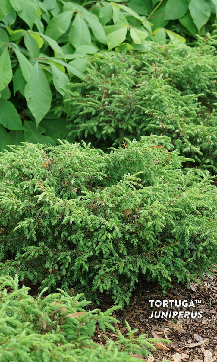 Tortuga Juniper