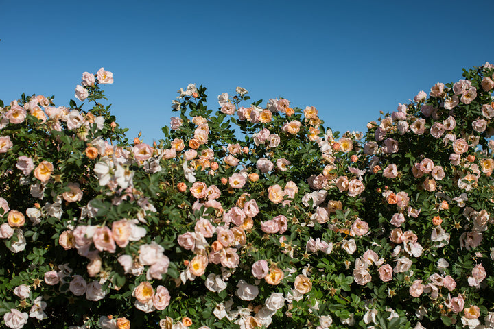 Above and Beyond Rose (FE) (Orange) 2 True