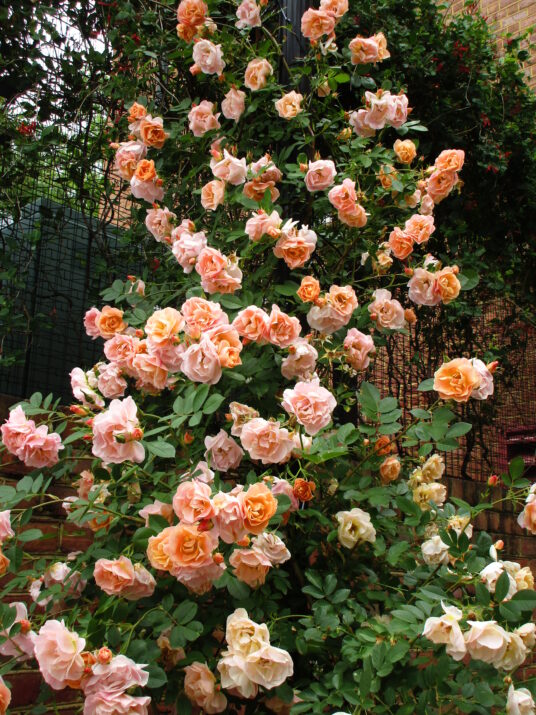 Above and Beyond Rose (FE) (Orange) 2 True