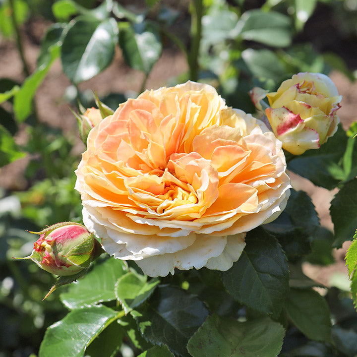 Above and Beyond Rose (FE) (Orange) 2 True
