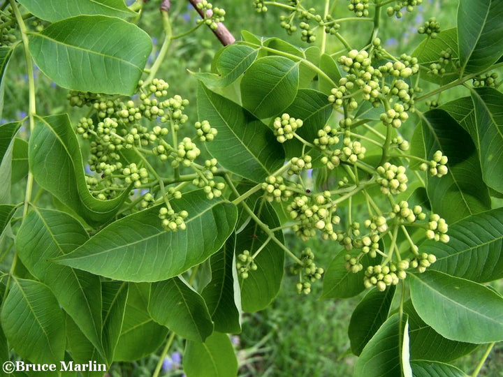 Amur Corktree #05
