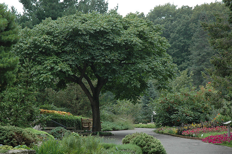 Amur Corktree #05