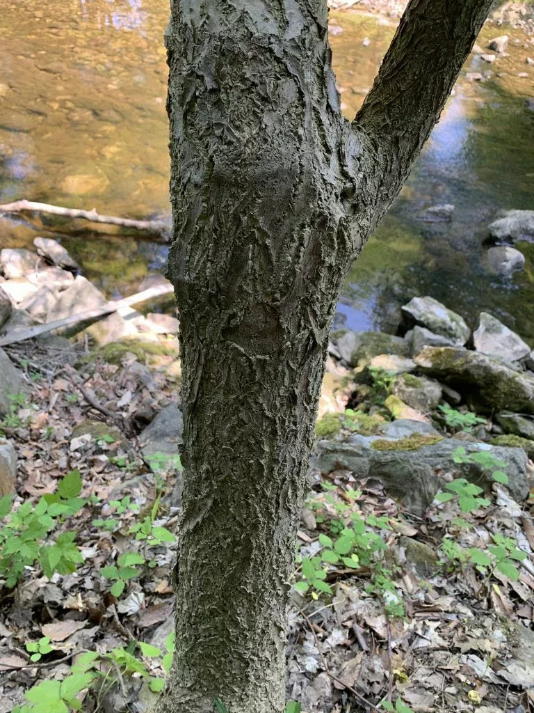 Amur Corktree #05