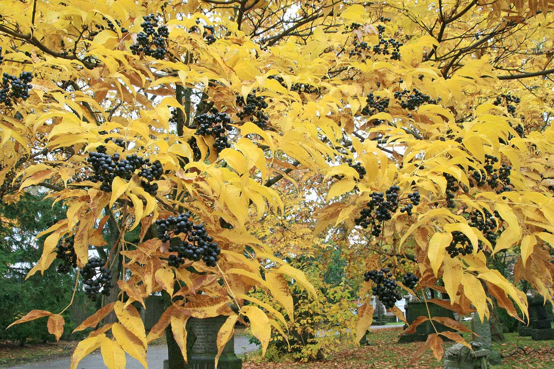 Amur Corktree #05
