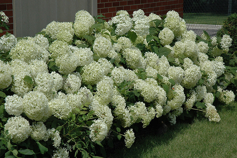 Annabelle Hydrangea #02