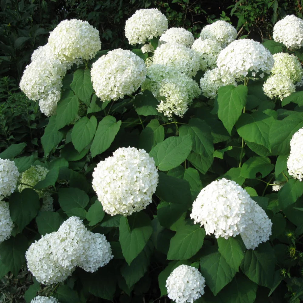 Annabelle Hydrangea #02