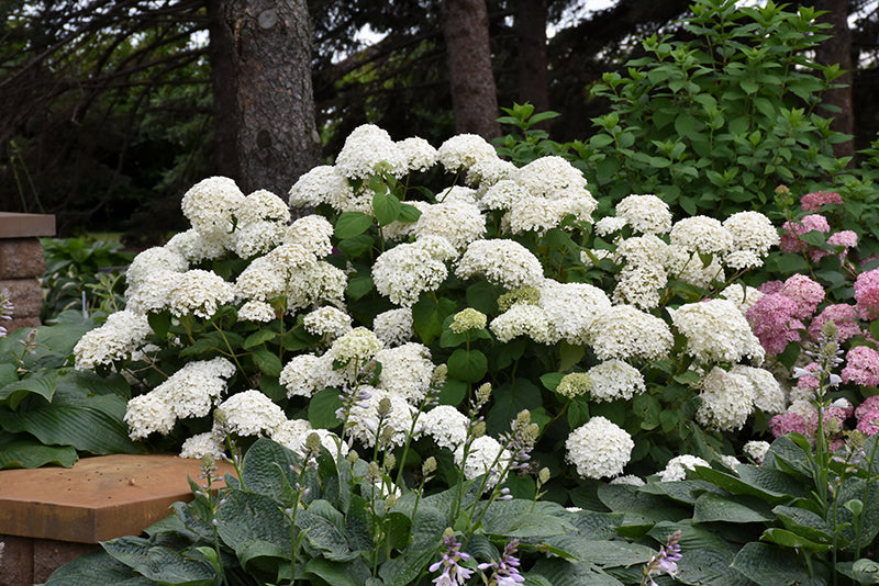 Annabelle Hydrangea #02