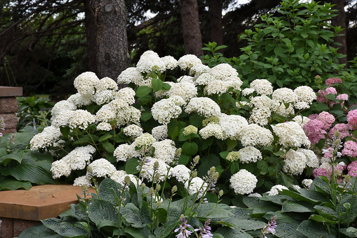 Annabelle Hydrangea #02