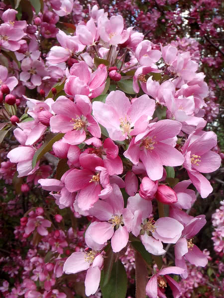 Thunderchild Flowering Crabapple