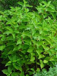 Arctic Fire Red Twig Dogwood (PW) 8 IN