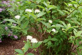 Arctic Fire Red Twig Dogwood (PW) 8 IN