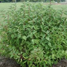 Arctic Fire Red Twig Dogwood (PW) #2