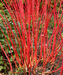 Arctic Fire Red Twig Dogwood (PW) 8 IN
