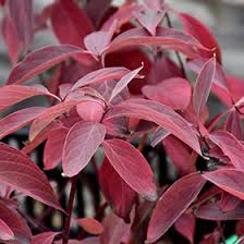 Arctic Fire Red Twig Dogwood (PW) #2