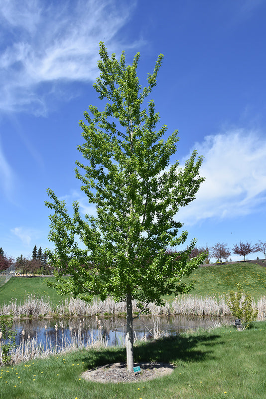 Assiniboine Poplar #02