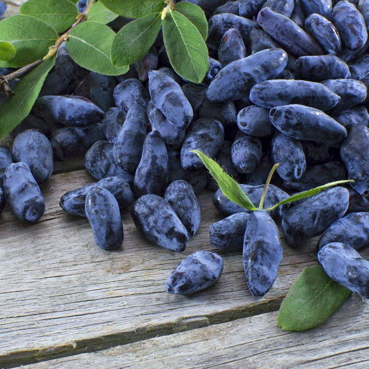 Aurora Honeyberry #01