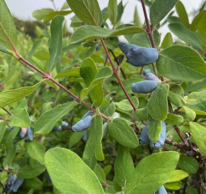 Aurora Honeyberry #01