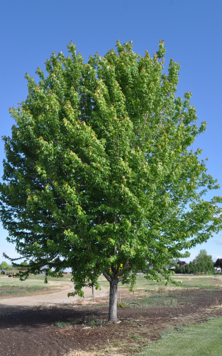 Autumn Blaze Maple - #10
