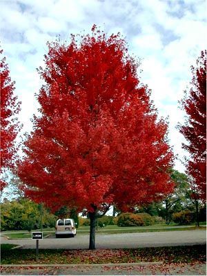 Autumn Blaze Maple - #10