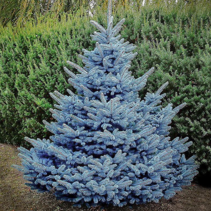 Baby Blue Spruce #05